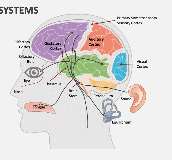 ΓΝΩΡΙΜΙΑ ΜΕ ΤΑ ΑΙΣΘΗΤΗΡΙΑΚΑ ΣΥΣΤΗΜΑΤΑ